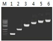 50μl 擴(kuò)增體系中，以 5ng λDNA 為模板，對 500bp~6.0kb 的擴(kuò)增結(jié)果