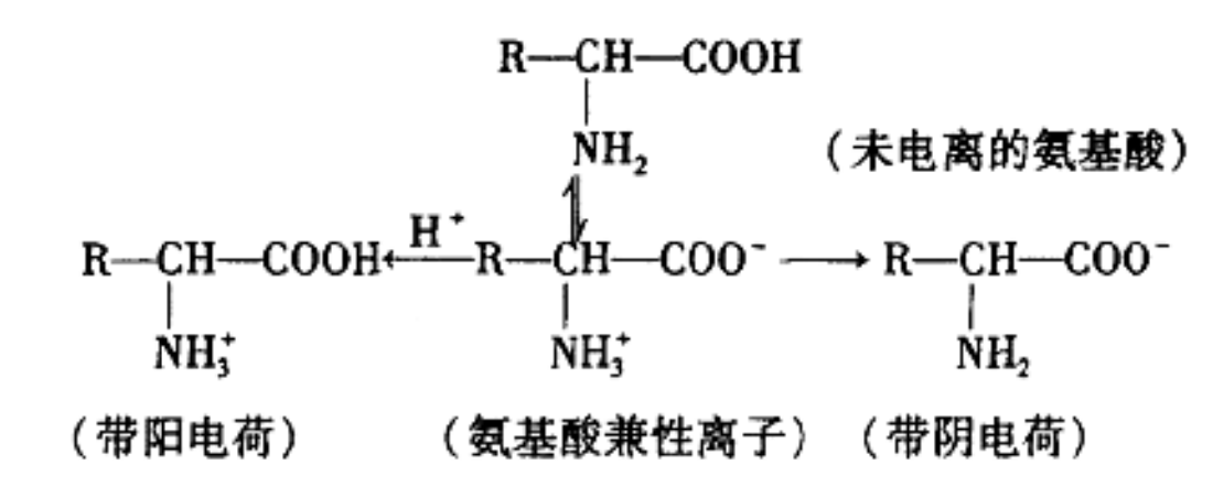 細菌帶陰電荷