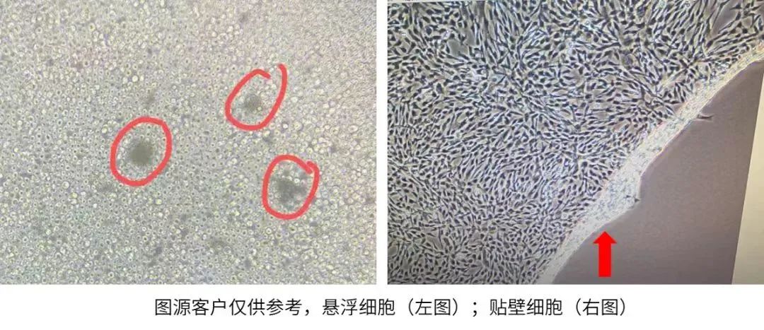 懸浮細胞與貼壁細胞