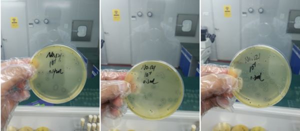 1000倍稀釋