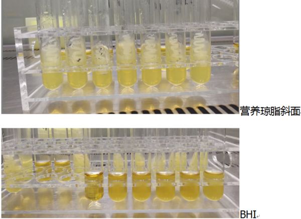 營養(yǎng)瓊脂斜面和BHI肉湯