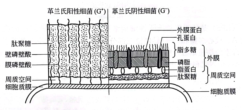 革蘭氏陽性菌與陰性細菌細胞壁的比較