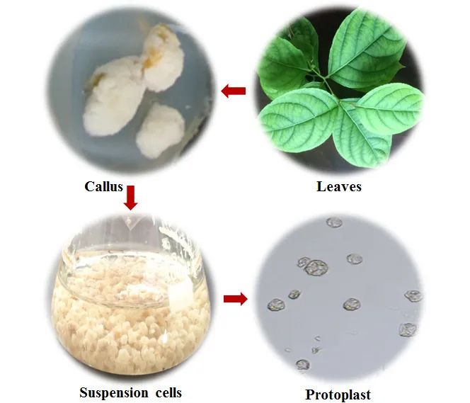 圖片來(lái)源：植物學(xué)報(bào)