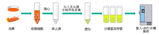 ▲ 使用無血清非程序凍存液操作示意圖