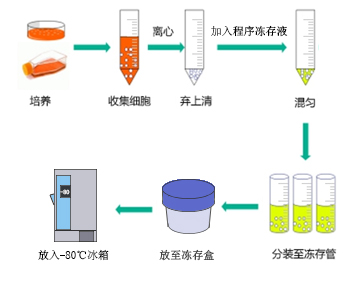 ▲ 使用凍存盒操作示意圖