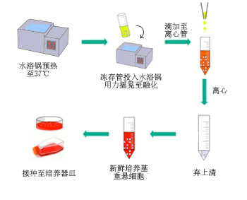 ▲ 細(xì)胞復(fù)蘇操作示意圖