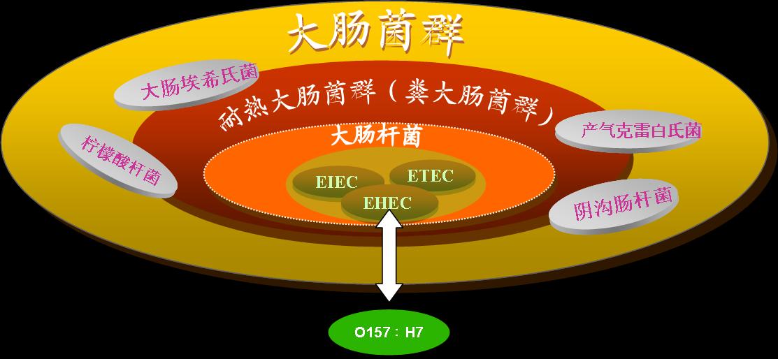 大腸桿菌和大腸菌群