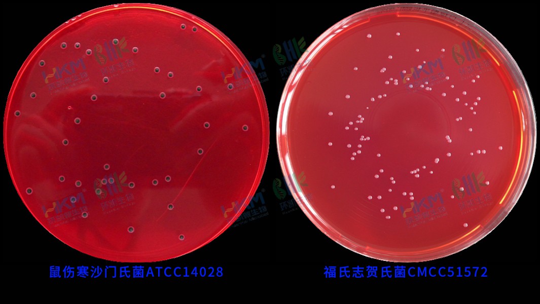 029999 XLD瓊脂培養(yǎng)基(GB沙門(mén)) 鼠傷寒沙門(mén)氏菌ATCC14028 及 福氏志賀氏菌CMCC(B)51572 反應(yīng)特征